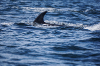Dolphin of Damas island La Higuera,  Región de Coquimbo,  Chile, South America