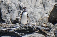 Humbolt Penguin La Higuera,  Región de Coquimbo,  Chile, South America