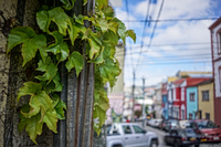 Valparaiso Street gren plants Valparaíso,  Región de Valparaíso,  Chile, South America