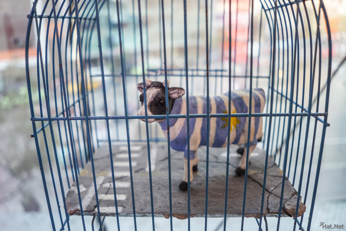 caged blue cow