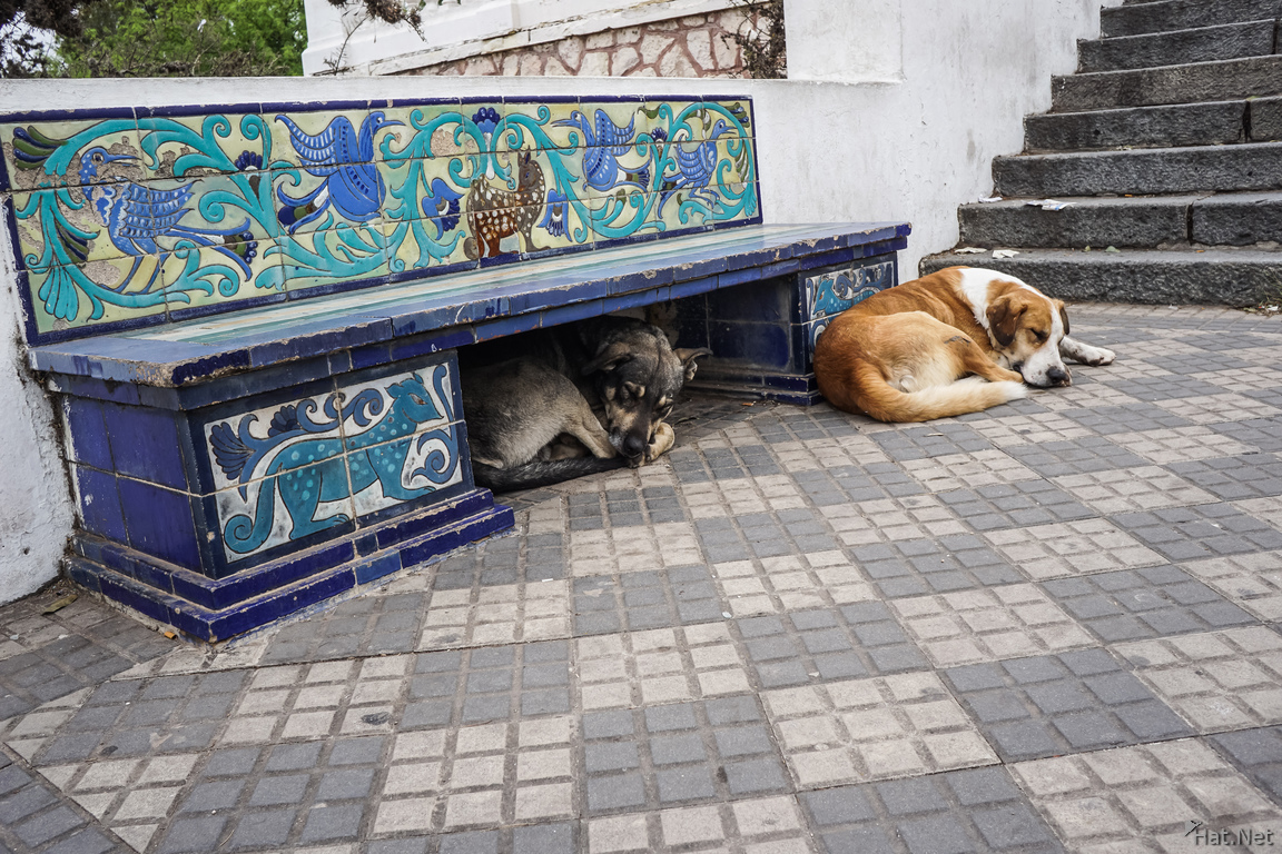 Sleeping dogs at Cordoba Neptune Park