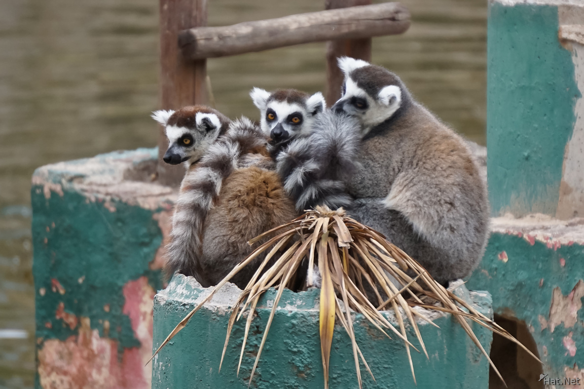 Three Musketeers Lemurs