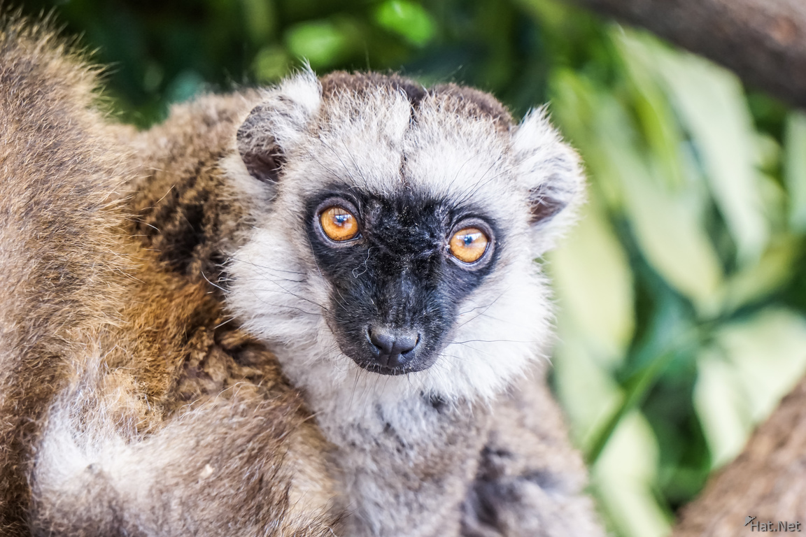 Curious Lemur