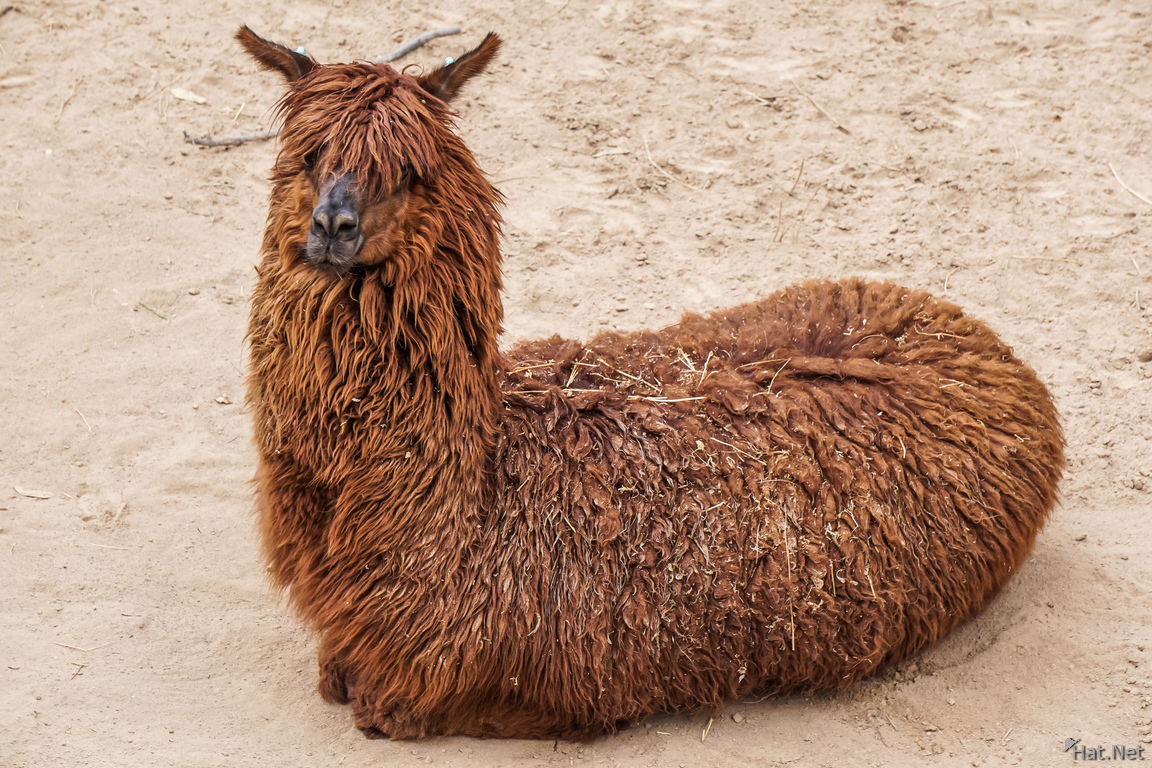 Llama or Alpaca