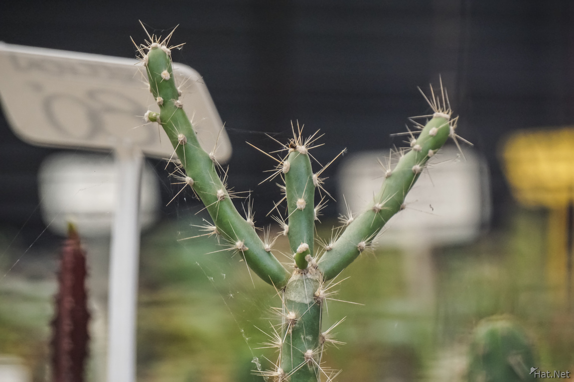 Human Cactus