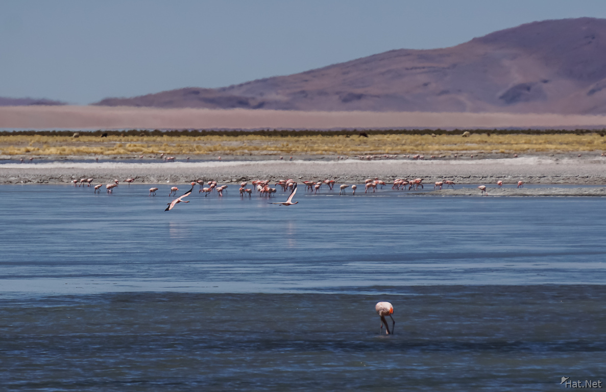 Salar de Tara Flamingos