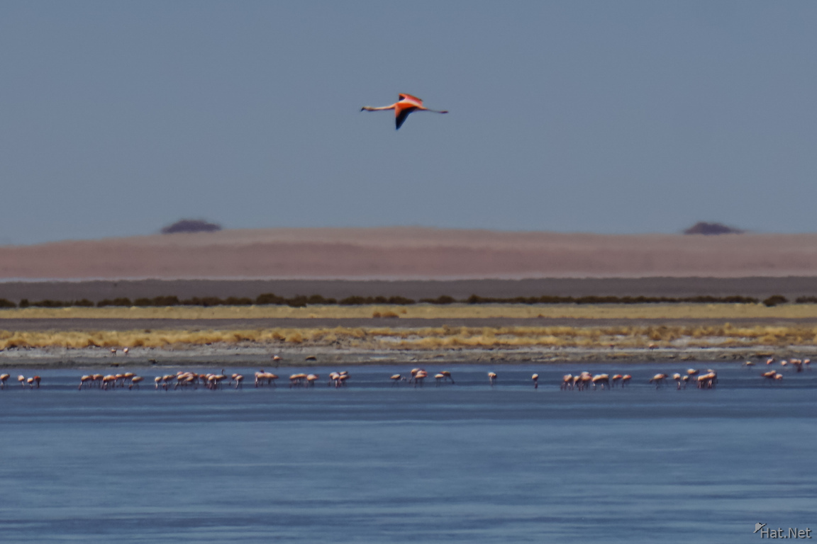Salar de Tara Flamingos