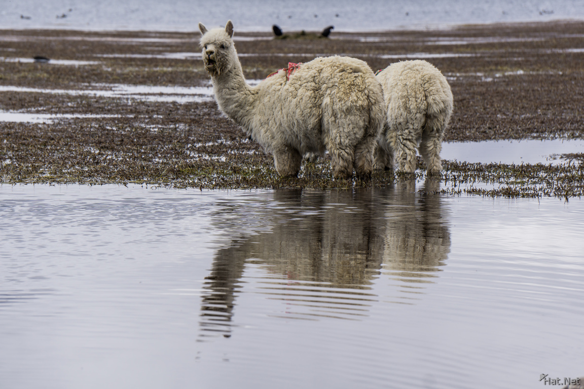 Alpacas drinking and the mountain