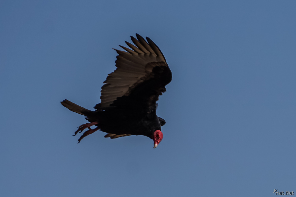 Vulture of Arica