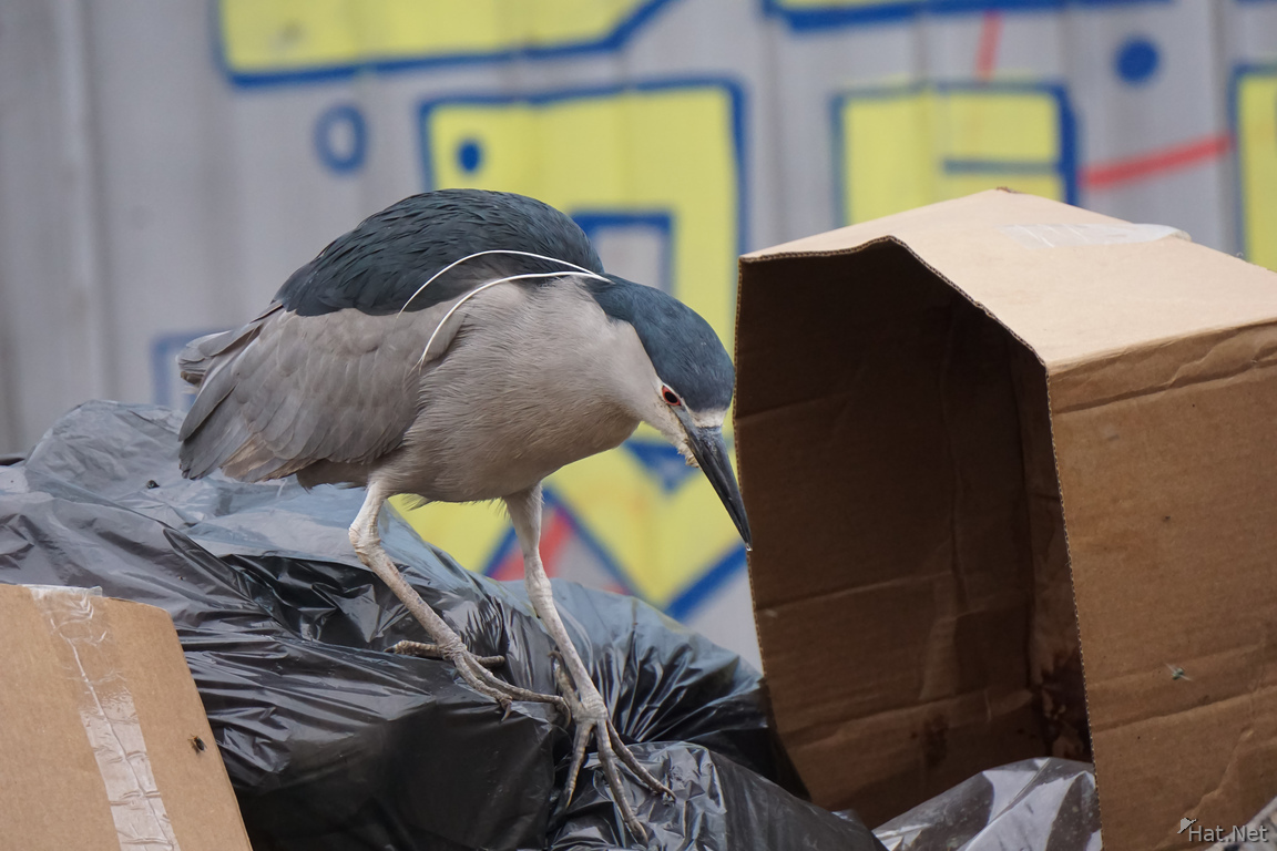 Night Heron Garbage collector