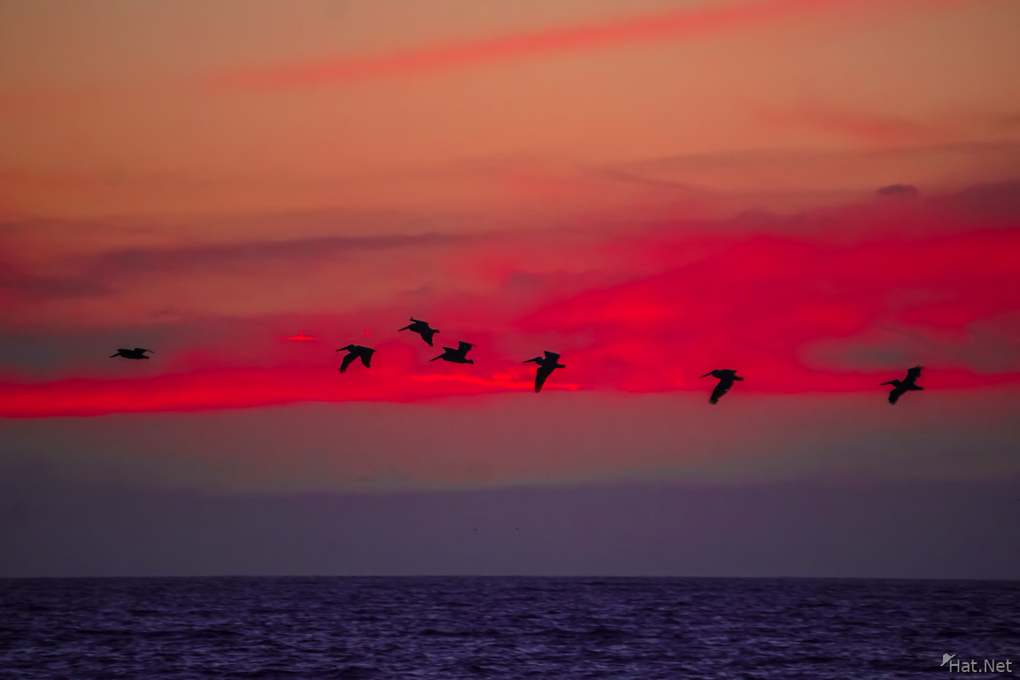 Pelican flying over sunset sea
