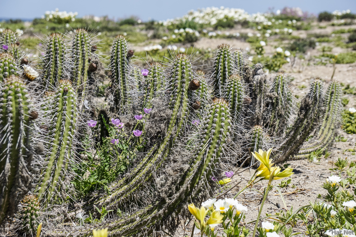 Blooming desert at Damas Island