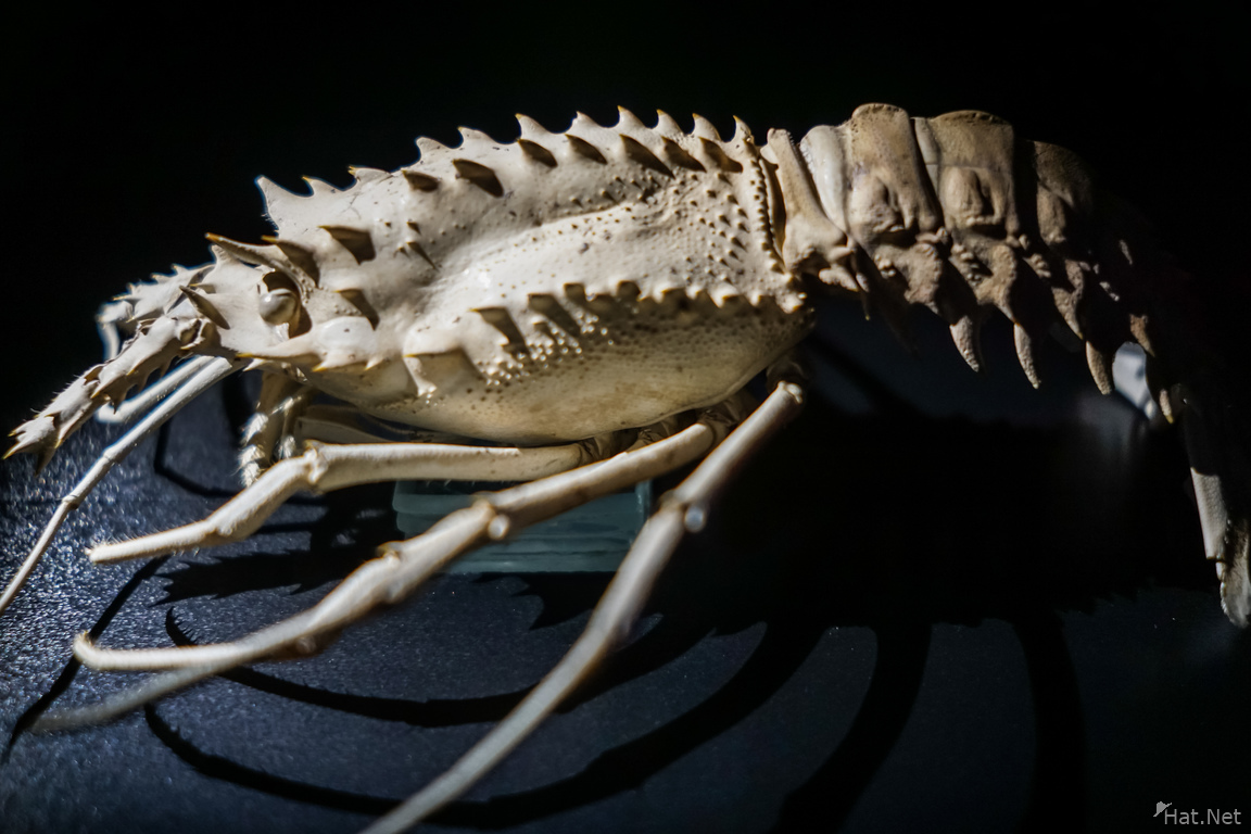 White Lobster in Natural Museum