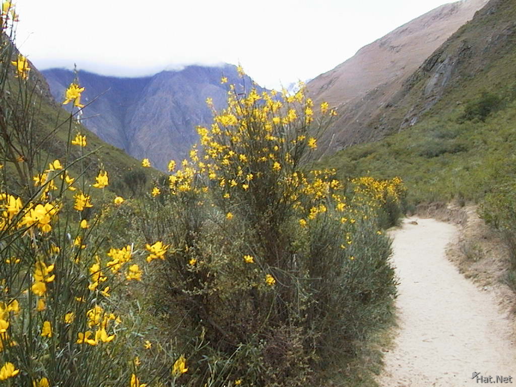 flowers around inca trail