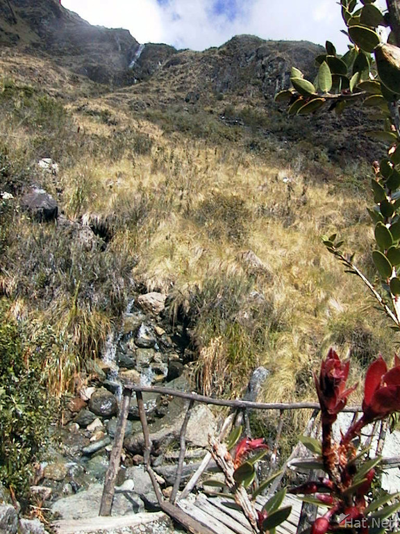 some red plants in front of the waterfall