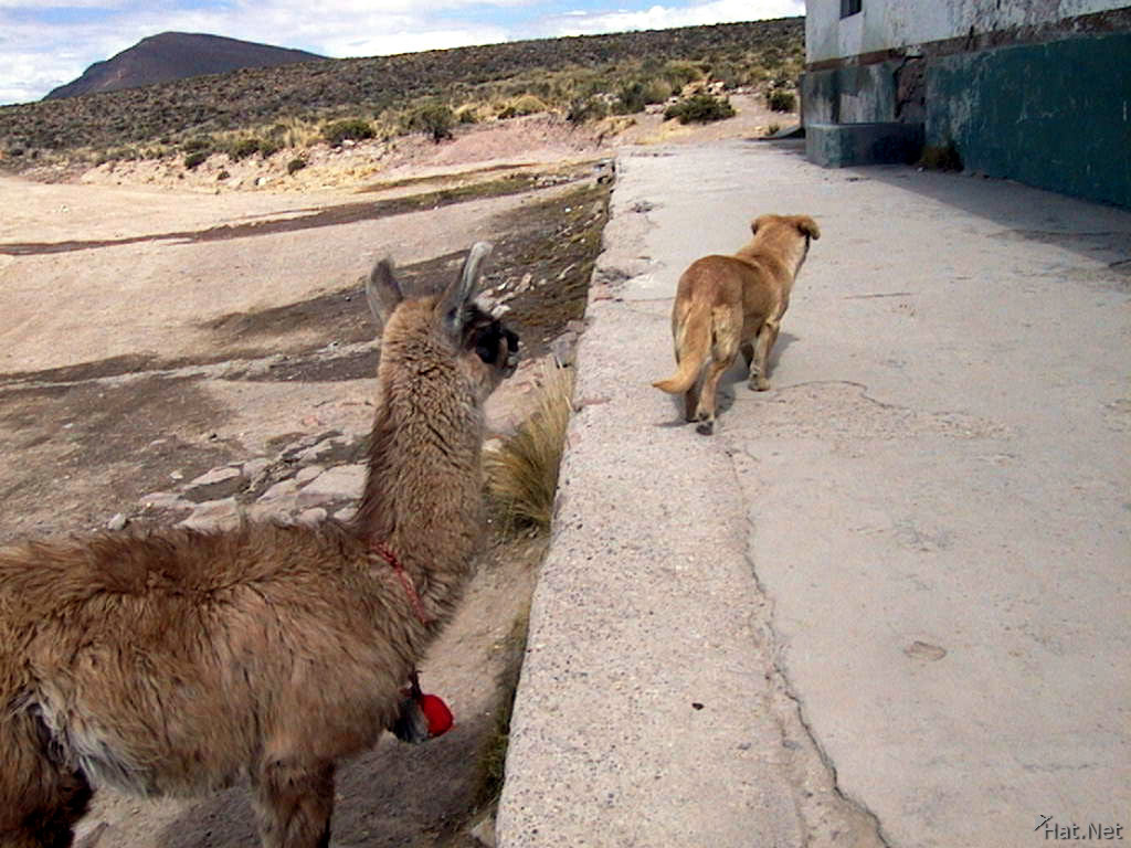 little puppy break up with little llama