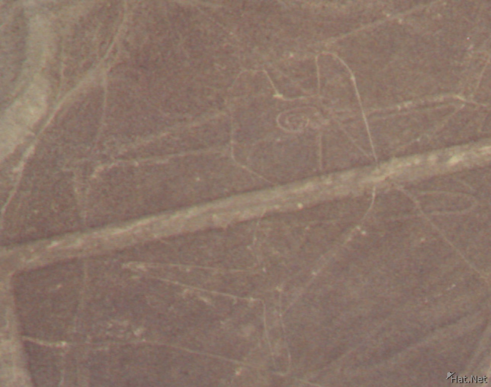 nazca lines - whale