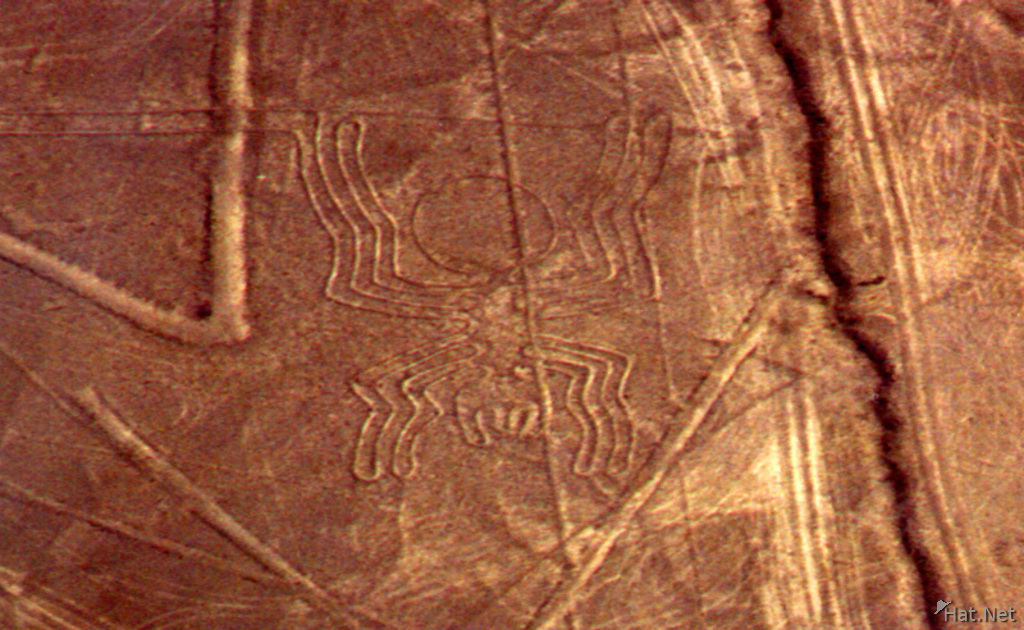 nazca lines - spider