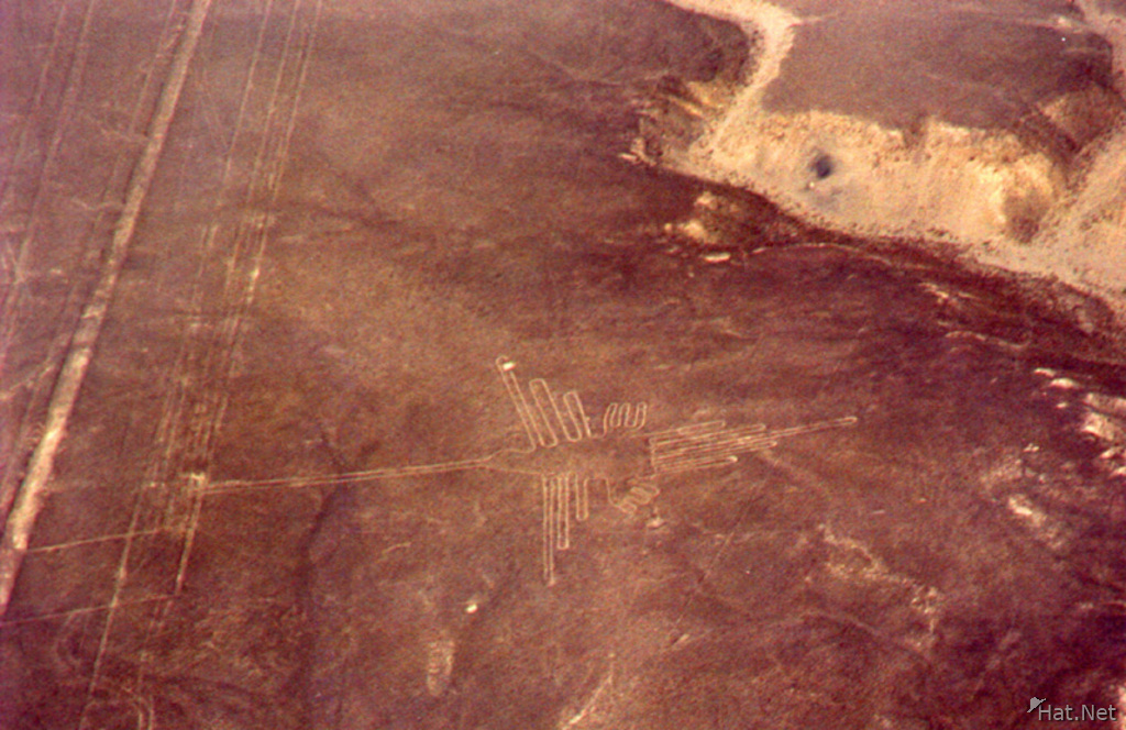 nazca lines - humming bird