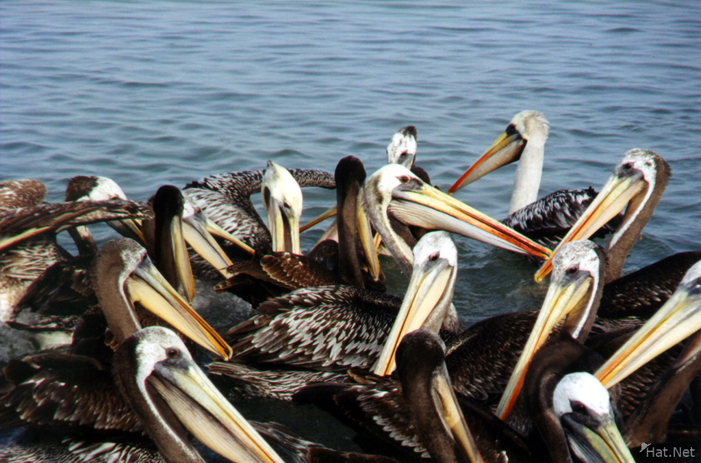 paracas - pelicans