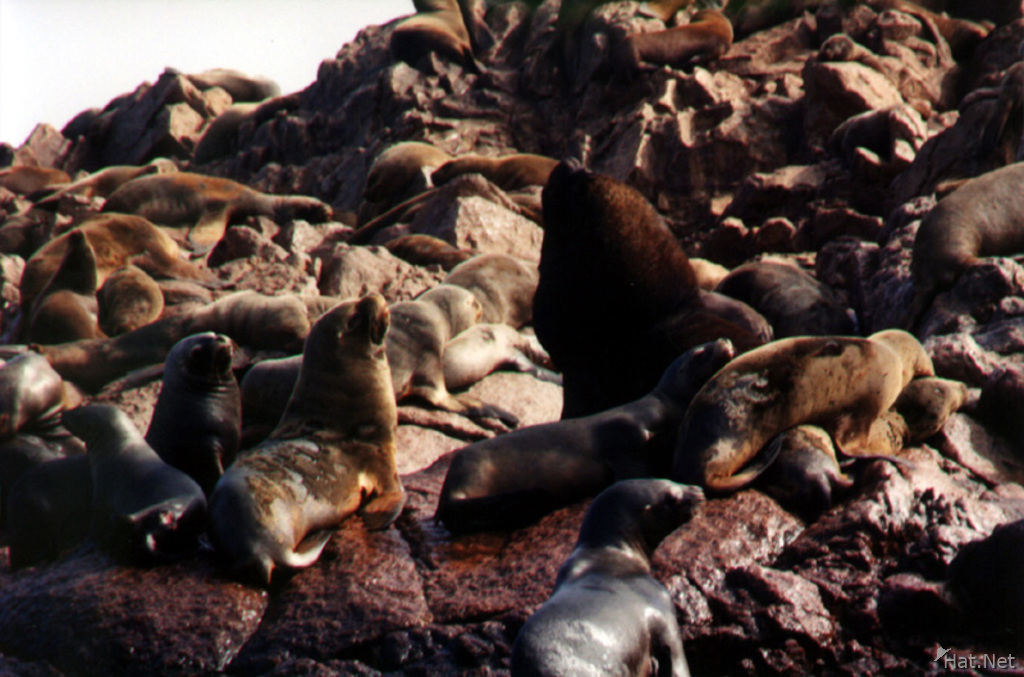 ballestas - sea lions