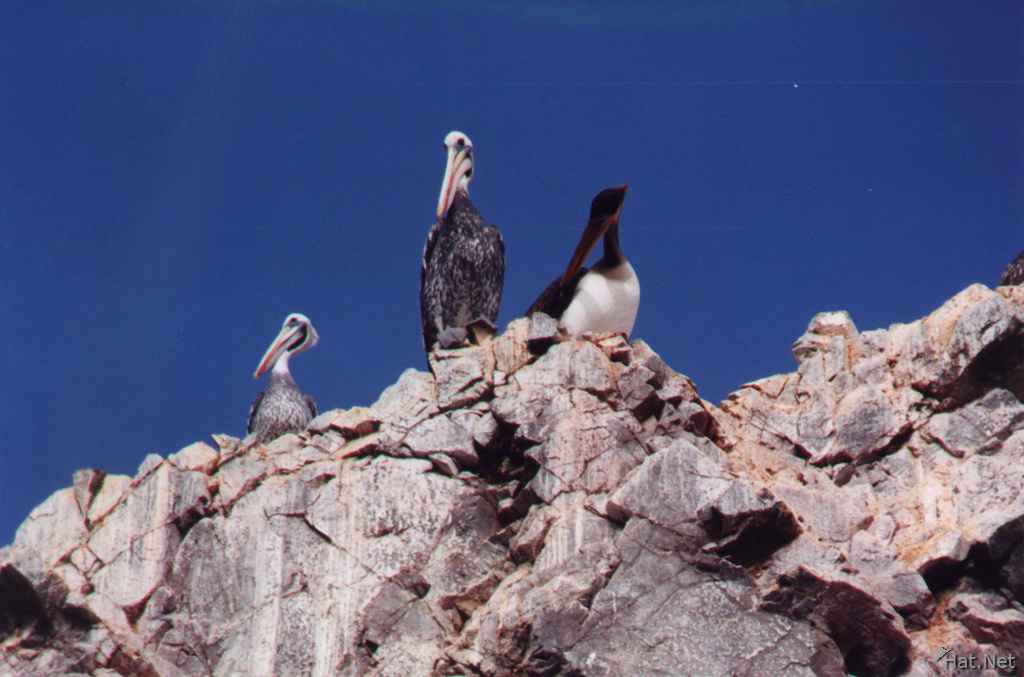 ballestas - pelicans